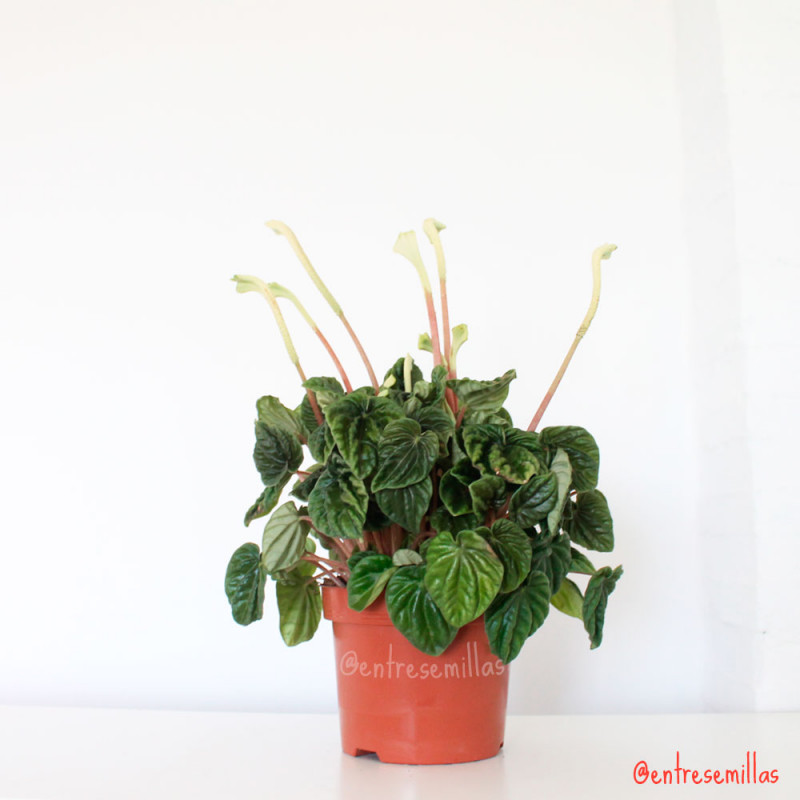 planta de peperomia caperata online