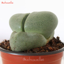 Pleiospilos nelii - 1 planta