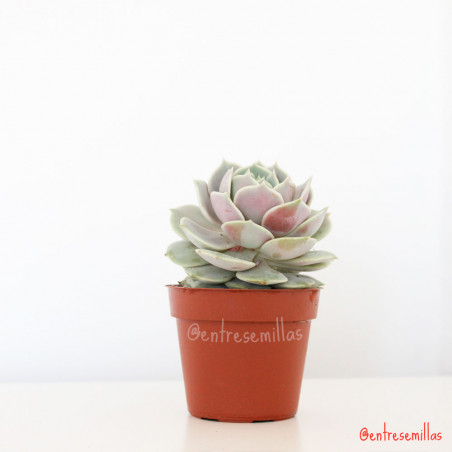 Echeveria Lola planta