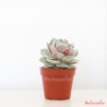 Echeveria Lola planta