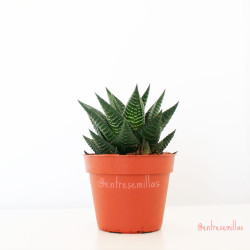 plantas de Haworthia enon