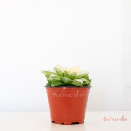 Haworthia cymbiformis Variegata planta