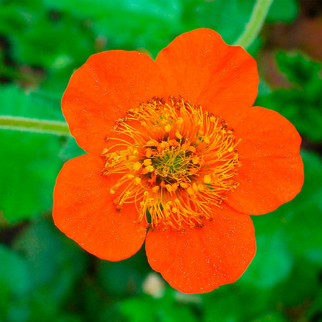 geum coccineum semillas