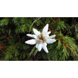 Edelweiss