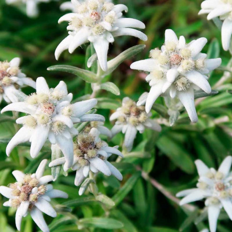 edelweiss semillas