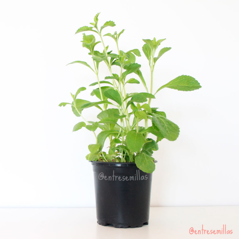 stevia planta