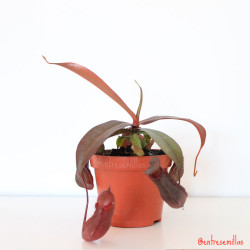 nepenthes roja planta