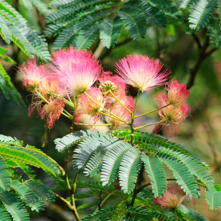 Albizia julibrissin semillas