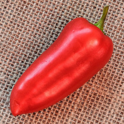 semillas de pimiento del piquillo