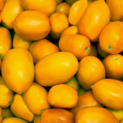 tomate roma amarillo semillas