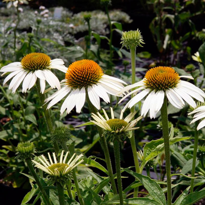 equinacea blanca semillas