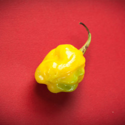 chile habanero amarillo semillas