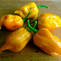 semillas pimiento habanero amarillo