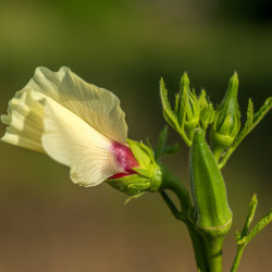 okra flor okra flower