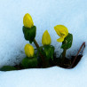 Eranthis hyemalis flor