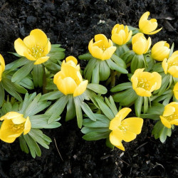 Eranthis hyemalis_Acónito de invierno - Sobre 15 semillas