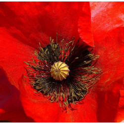 Papaver rhoeas amapola roja semillas