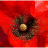 Papaver rhoeas amapola roja semillas