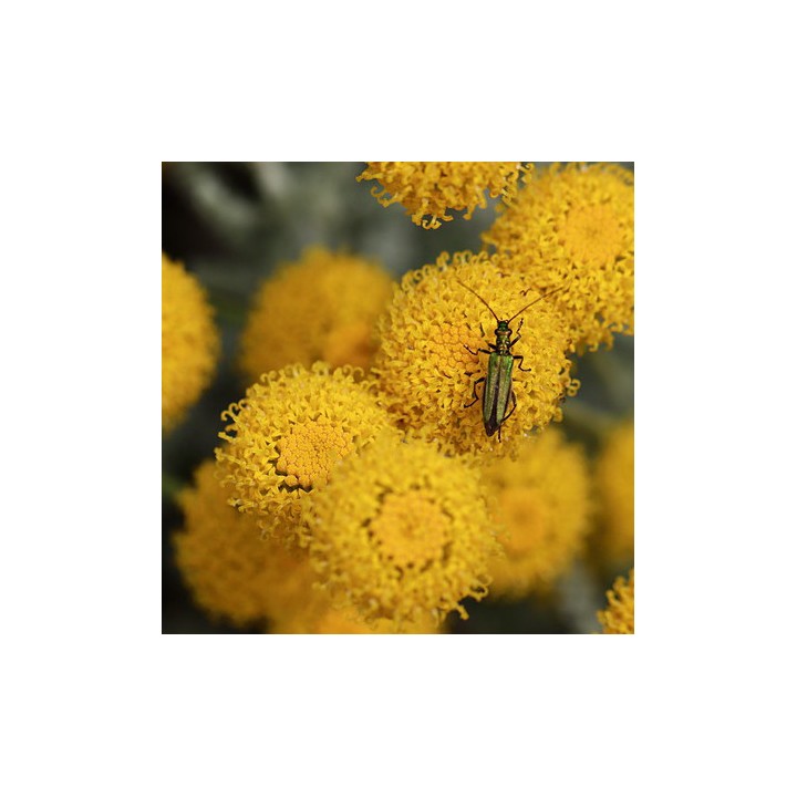 Semillas de Abrótano hembra (Santolina chamaecyparissus)