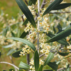 acebuche flores