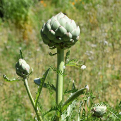 Cynara scolymus artichoke alcachofa