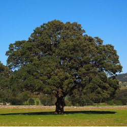 arbol alcanfor sembrar