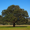 arbol alcanfor sembrar