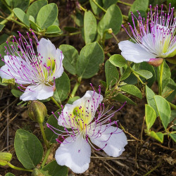 alcaparrera flor