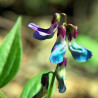 flor almorta Lathyrus semillas