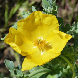 amapola amarilla semillas amapola marina