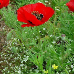 Amapola Roja semillas seeds poppy