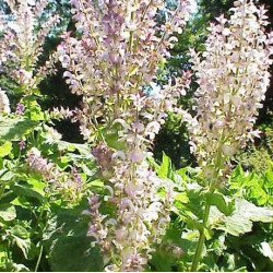 Salvia sclarea - Sobre 30 semillas