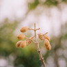 paulownia cáscaras semillas