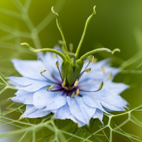 Arañuela / Cabellos de Venus semillas nigella