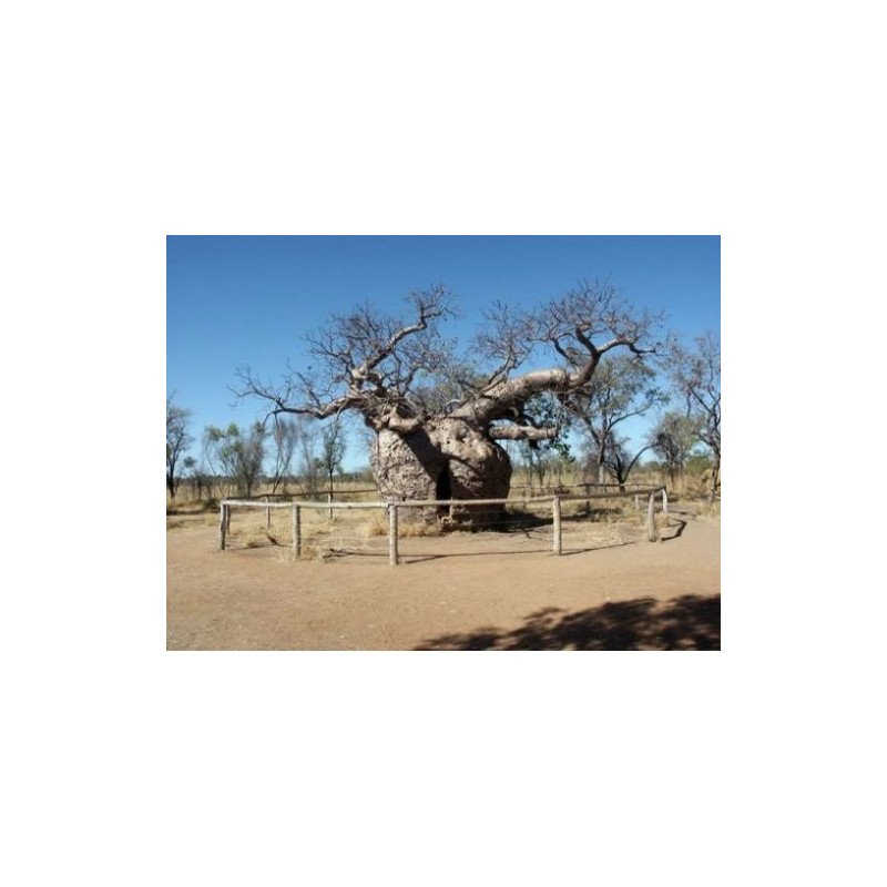 Baobab (Adansonia madagascariensis)