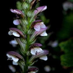 Acanto acanthus semillas