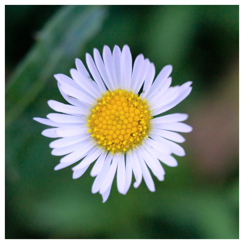 Bellis perennis semillas margarilla semillas bellis