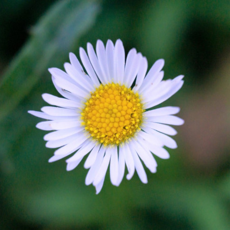 Bellis perennis semillas margarilla semillas bellis