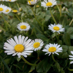 Bellis perennis - 500 semillas