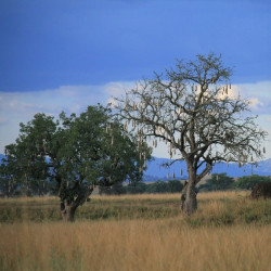 árbol de las salchichas arbol africano semillas kigelia