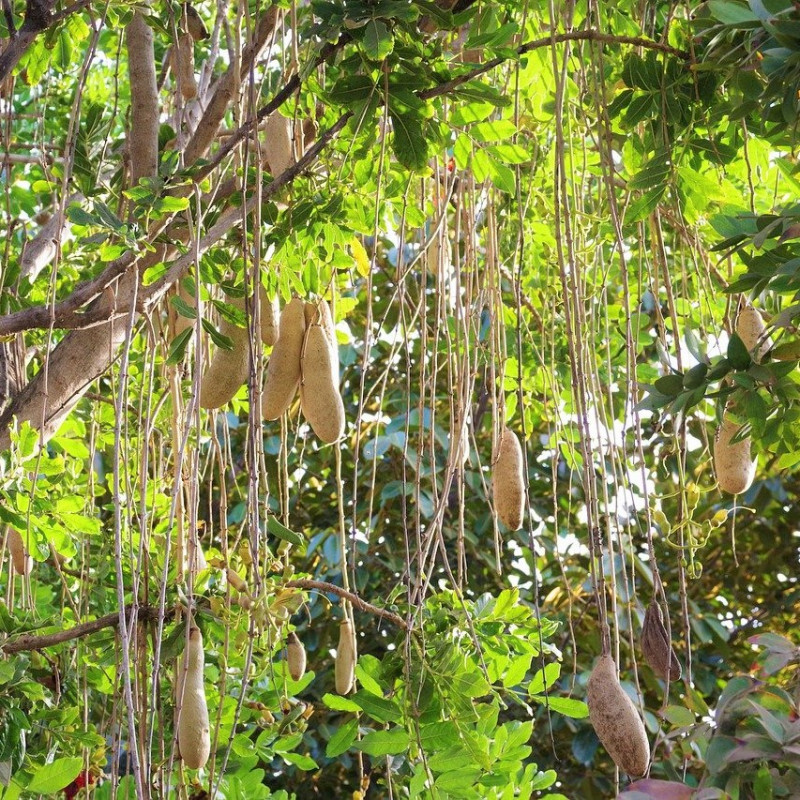 kigelia frutos semillas arbol de las salchichas