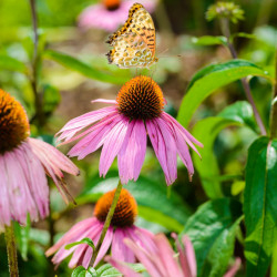 Echinacea angustifolia semillas