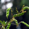 Guandul - Cajanus cajan GANDUL CONGO PEA