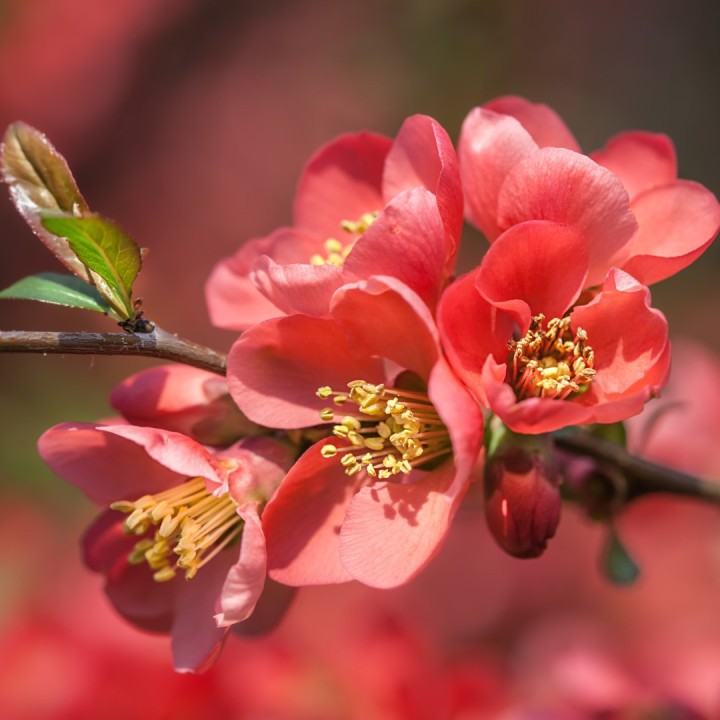 semillas de membrillo japones chaenomeles japonica comprar bonsai