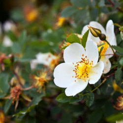 Escamujo rosa canina semillas flor blanca grande