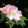 Escamujo rosa canina semillas flor rosa