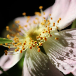 Escamujo rosa canina semillas rosa flor