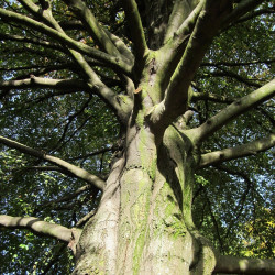 semillas de haya fagus sylvatica semillas arboles