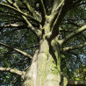 semillas de haya fagus sylvatica semillas arboles