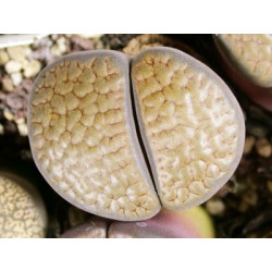 C19 - Lithops hookeri v. subfenestrata "brunneoviolacea"